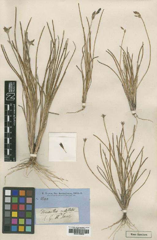 Thysanotus multiflorus R.Br. - BM000939295