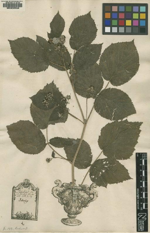 Rubus idaeus L. - BM000628640