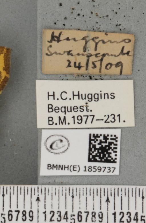 Pseudopanthera macularia (Linnaeus, 1758) - BMNHE_1859737_label_430033