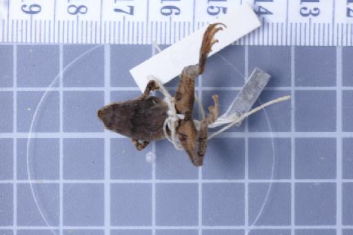 Nanohyla annamensis - Image of specimen 1947.2.11.66