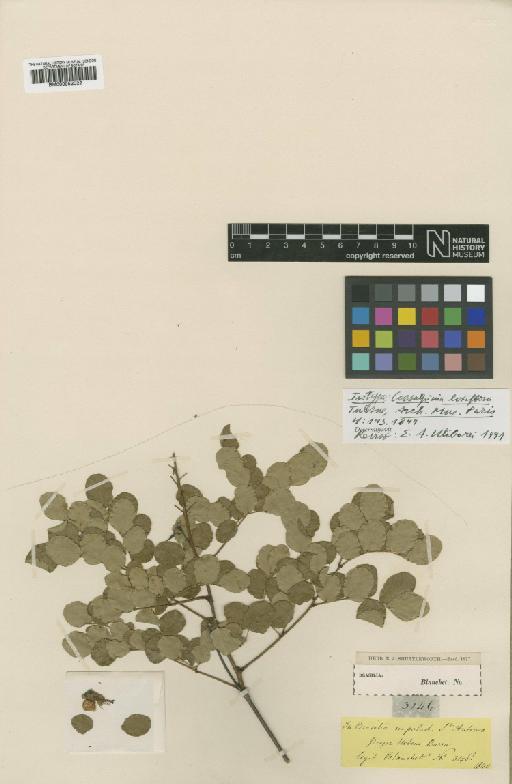Caesalpinia laxiflora Tul - BM000952022