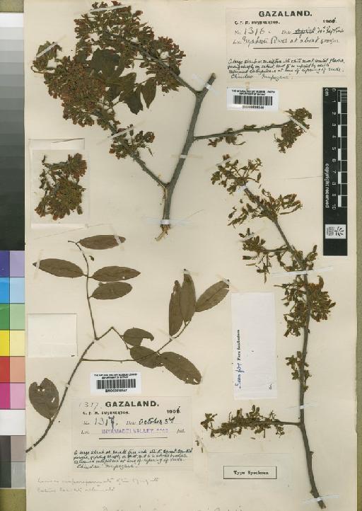 Dalbergia swynnertonii Baker f. - BM000838347