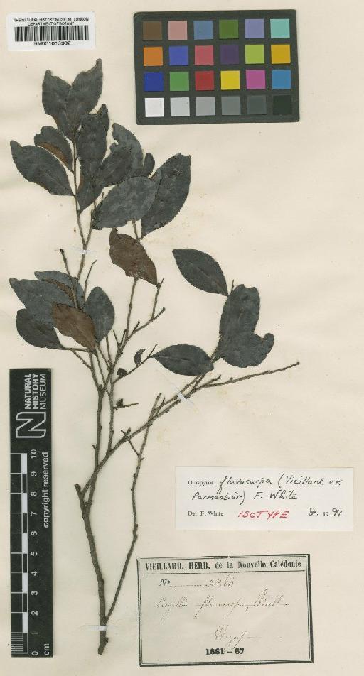 Diospyros flavocarpa (Vieill. ex Parmentier) F.White - BM001015992