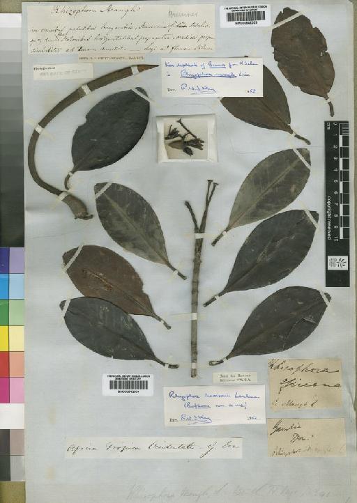 Rhizophora harrisonii Leechm. - BM000842004