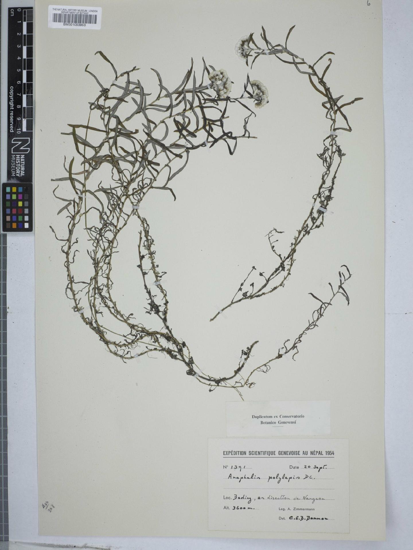 To NHMUK collection (Anaphalis polylepis DC.; NHMUK:ecatalogue:2968609)