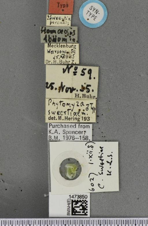 Chromatomyia swertiae (Hering, 1937) - BMNHE_1473850_label_48981