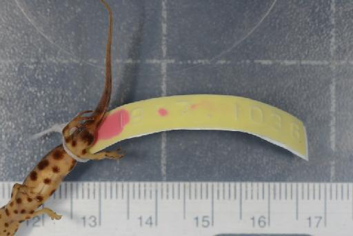 Triturus vulgaris schmidtleri raxworthy - Image of specimen 1987.1036