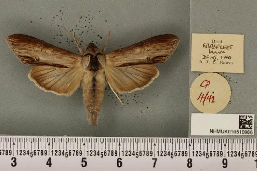 Cucullia asteris (Denis & Schiffermüller, 1775) - NHMUK_010510986_568716