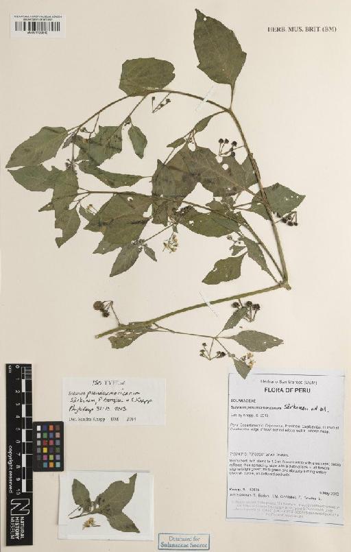 Solanum pseudoamericanum Särkinen, P.Gonzáles & S.Knapp - BM001120840