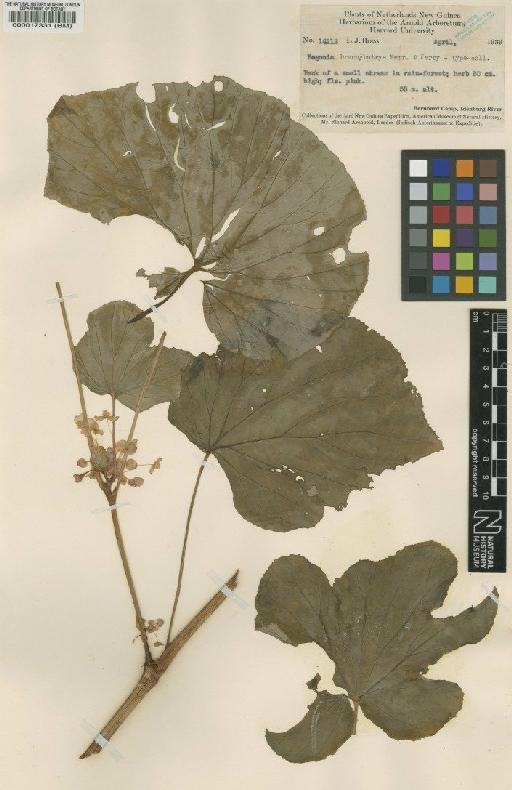 Begonia brachybotrys Merr. & L.M.Perry - BM000017331