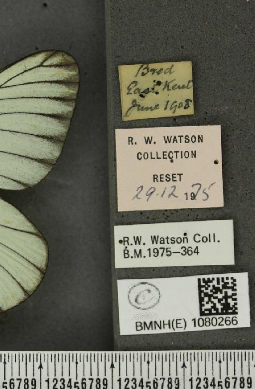 Aporia crataegi (Linnaeus, 1758) - BMNHE_1080266_label_69758