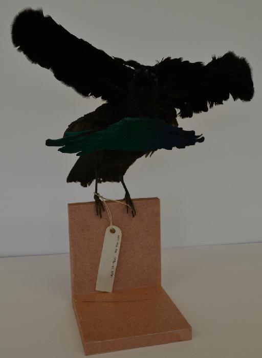 Lophorina superba - Lophorina superba mount