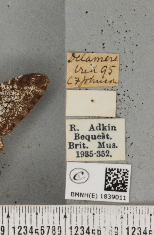 Biston betularia (Linnaeus, 1758) - BMNHE_1839011_label_411922