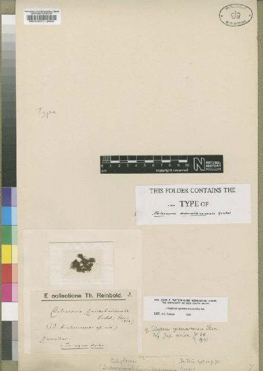 Delesseria zanzibariensis Goebel - BM000562227