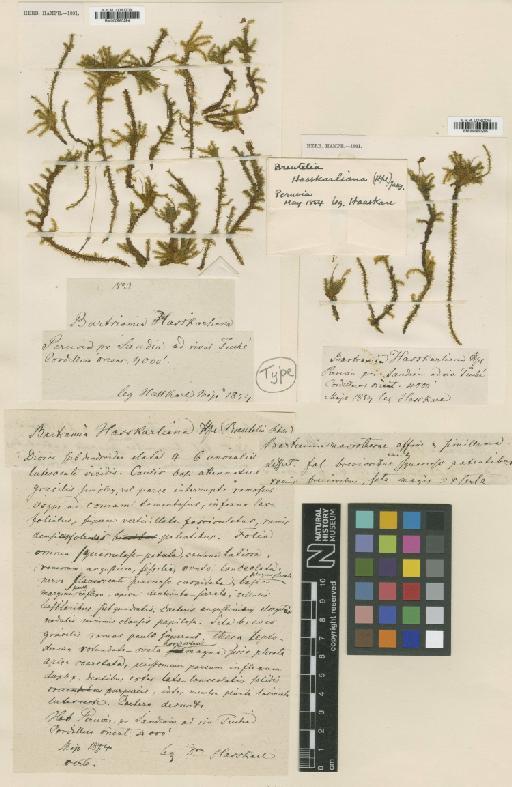 Breutelia hasskarliana (Hampe) A.Jaeger - BM000960294_a