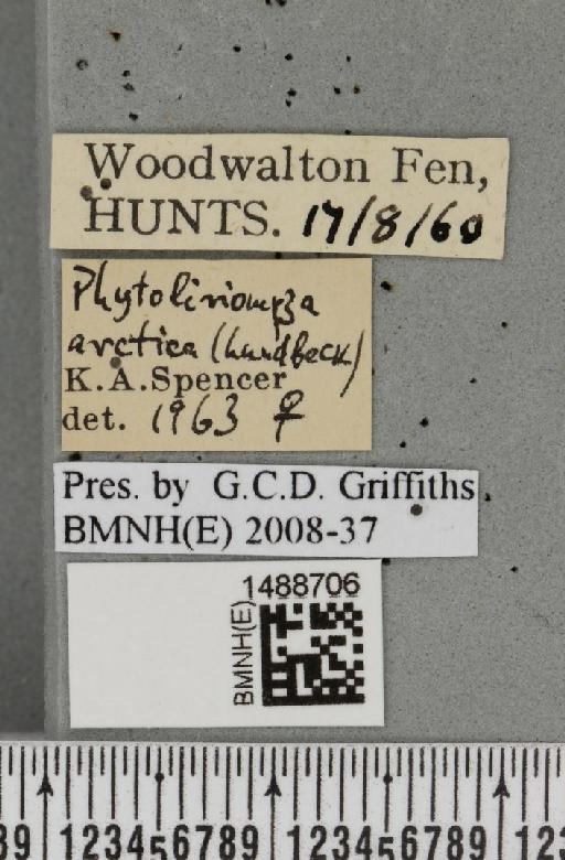 Phytoliriomyza arctica (Lundbeck, 1901) - BMNHE_1488706_label_52553
