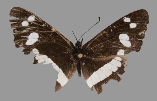 Neptis aurivillii Schultze - BMNH(E)#1719065_Neptis_aurivillii_ufipa_Kielland_holotype_male_dorsal