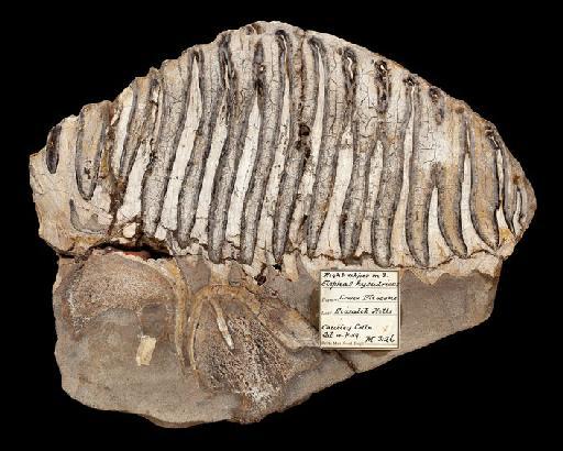 Elephas hysudricus Falconer and Cautley, 1845 - M3126 Section of molar from Siwalik Hills