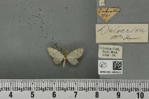 Pasiphila debiliata (Hübner, 1817) - BMNHE_1803600_378658