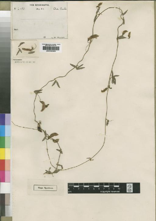 Rhynchosia filicaulis Welw. ex Baker - BM000842500
