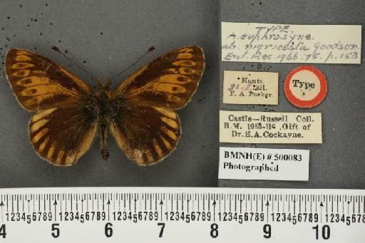 Boloria euphrosyne ab. nigricosta Goodson, 1966 - BMNHE_500083_15058