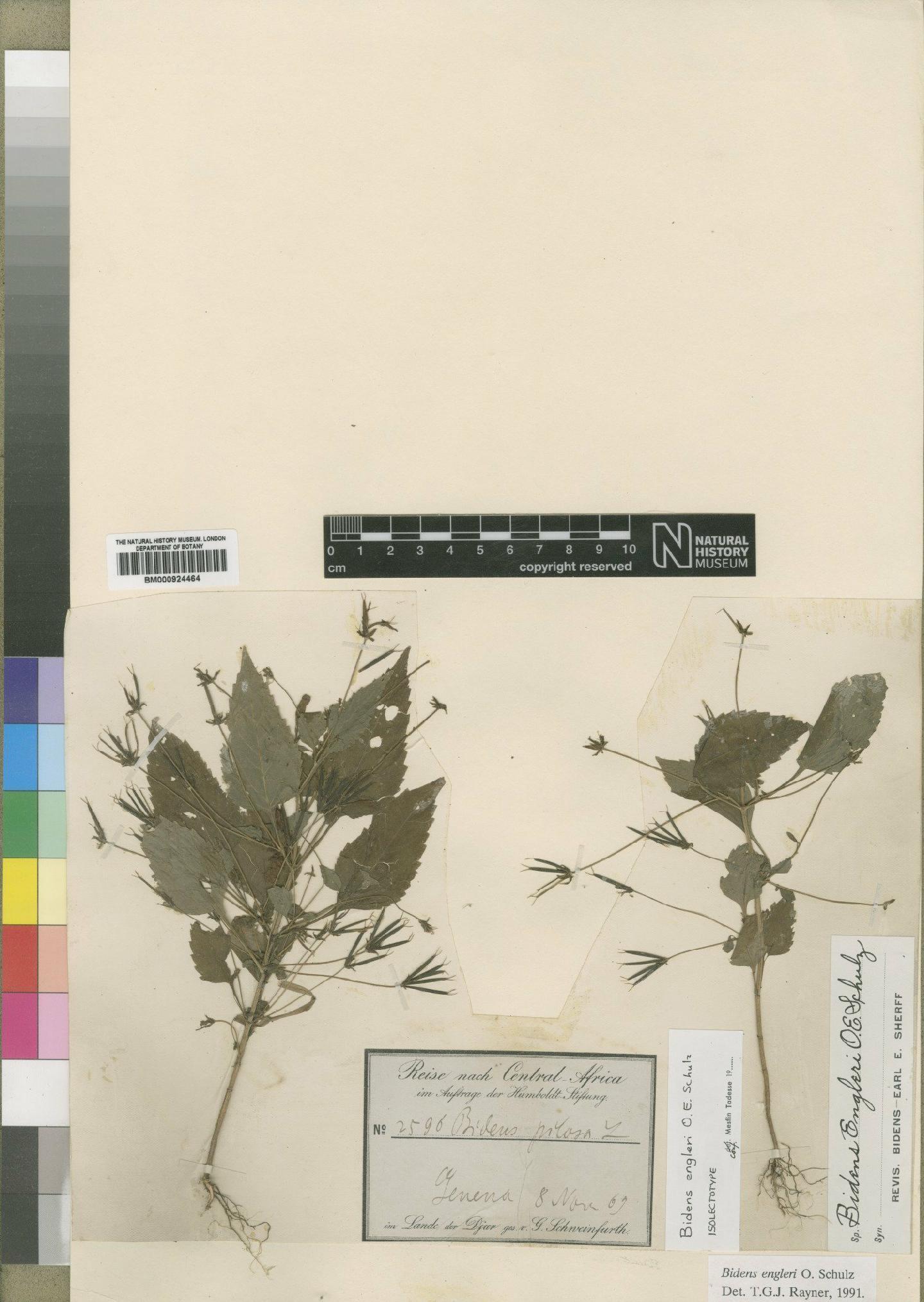 To NHMUK collection (Bidens engleri Schulz; Type; NHMUK:ecatalogue:4528792)