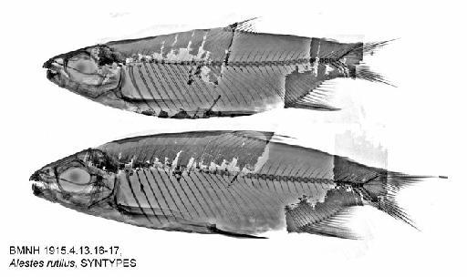 Alestes rutilus Boulenger, 1916 - BMNH 1915.4.13.16-17, Alestes rutilus, SYNTYPES, Radiograph