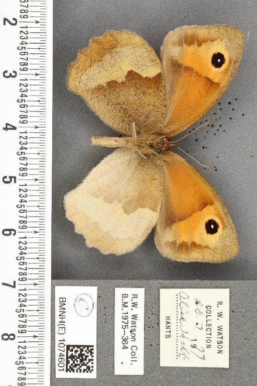 Maniola jurtina insularis ab. partimtransformis Leeds, 1950 - BMNHE_1074601_41406