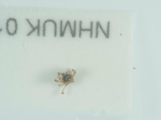 Theridiosoma gemmosum (L. Koch, 1878) - 014537352_5