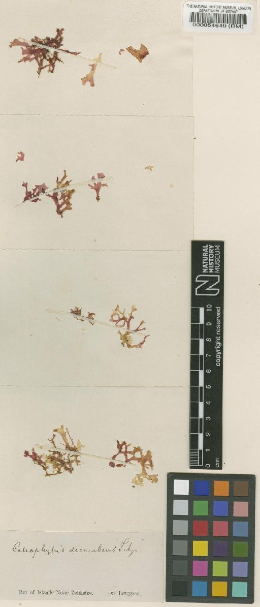 Callophyllis decumbens J.Agardh - BM000054649