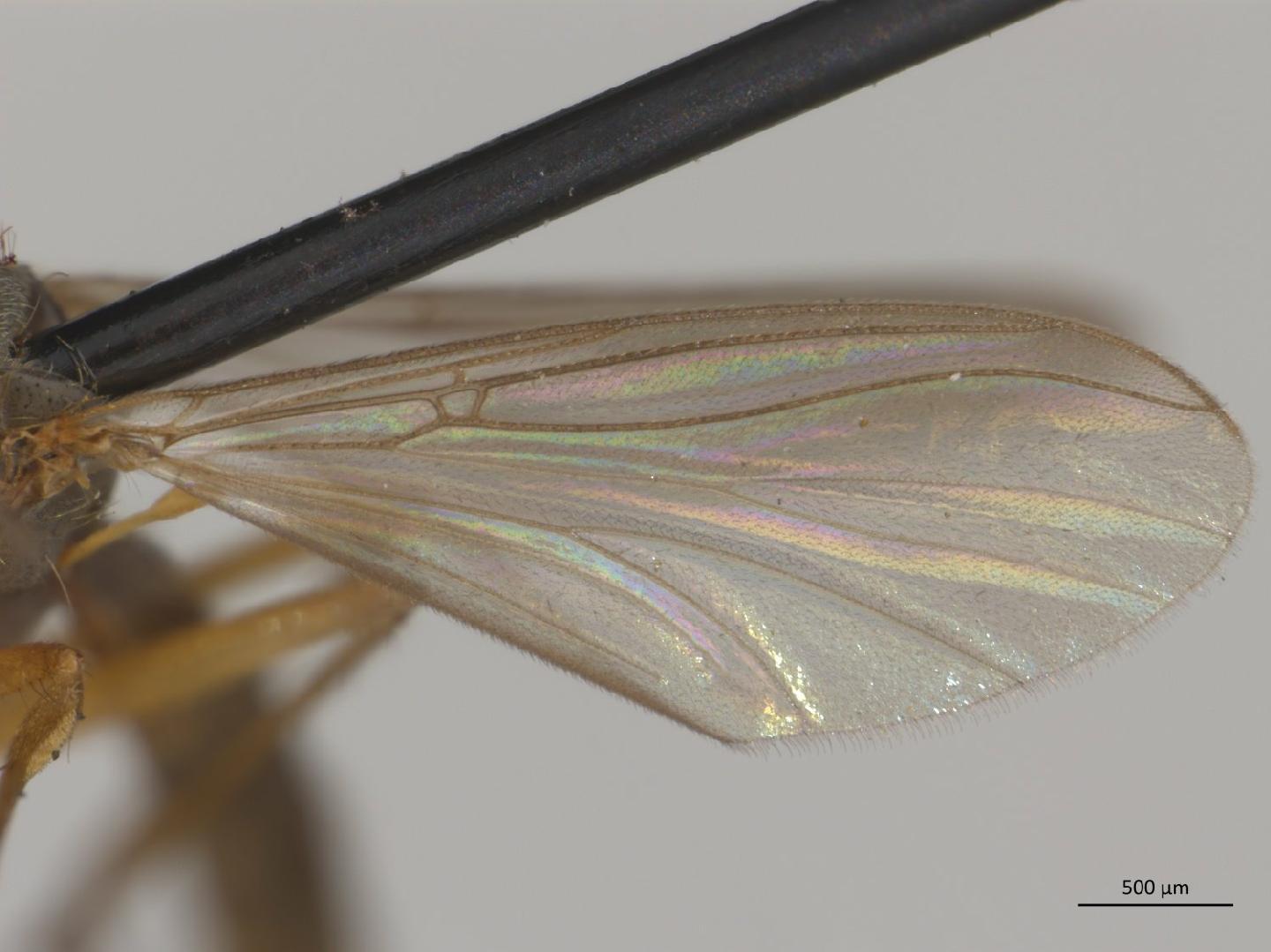 Polylepta borealis