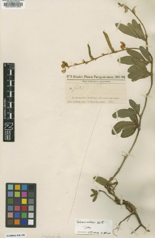 Tephrosia rufescens Benth. - BM000538085