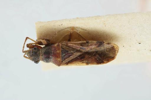 Pamera gemmata Distant, 1918 - Pamera gemmata-BMNH(E)1340725-Lectotype female_dorsal_65mm_macro