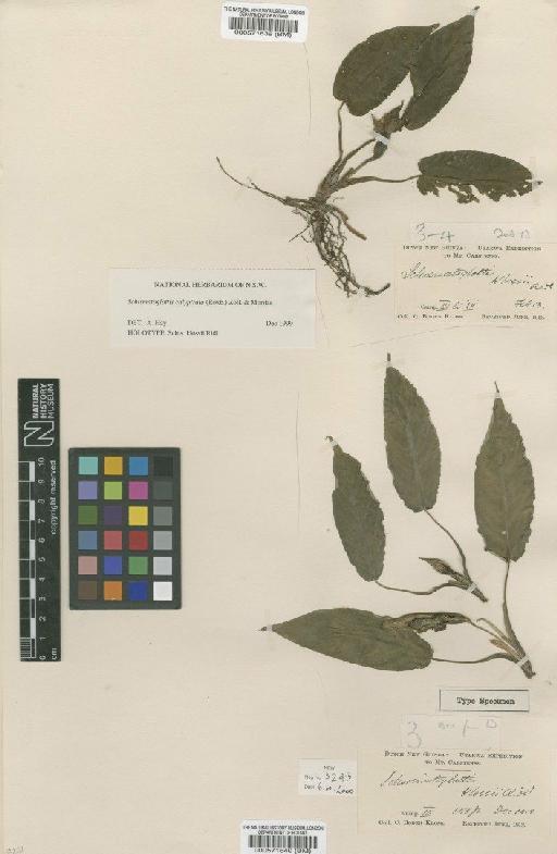 Schismatoglottis calyptrata (Roxb.) Zoll. & Moritzi - BM000571640
