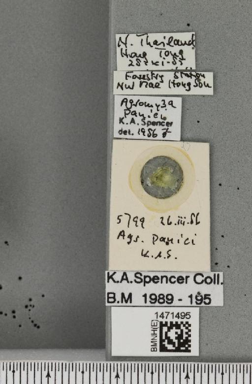 Agromyza panici De Meijere, 1934 - BMNHE_1471495_label_46243
