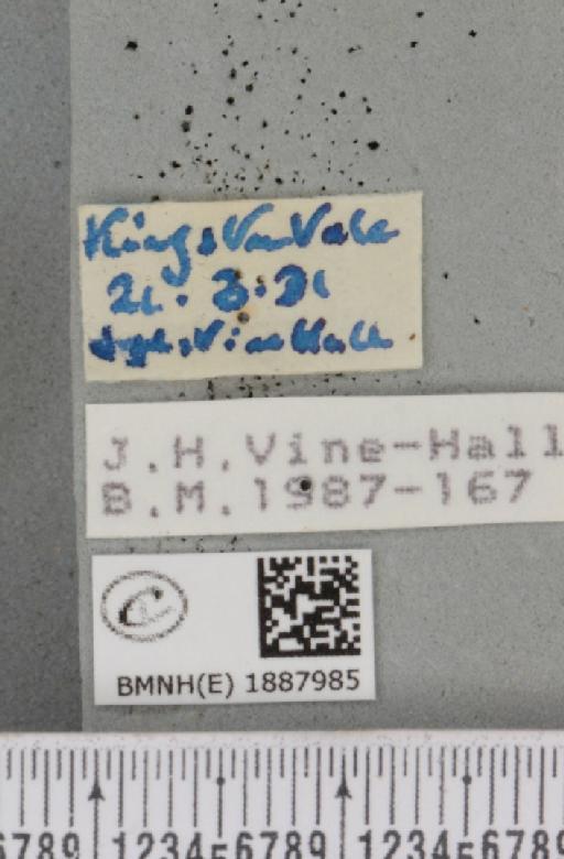 Apocheima hispidaria (Denis & Schiffermüller, 1775) - BMNHE_1887985_label_455320