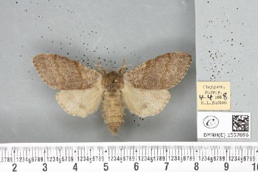 Calliteara pudibunda ab. concolor Staudinger, 1861 - BMNHE_1557696_255180