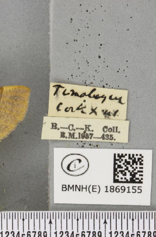 Colotois pennaria (Linnaeus, 1761) - BMNHE_1869155_label_450535