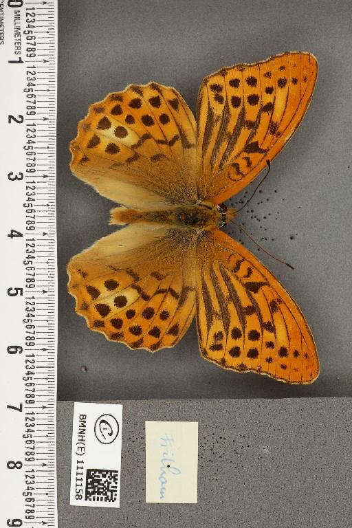 Argynnis paphia ab. caroffana Cabeau, 1923 - BMNHE_1111158_a_65957