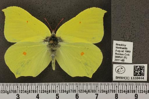 Gonepteryx rhamni (Linnaeus, 1758) - BMNHE_1338444_133165