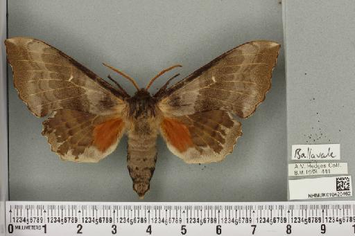 Laothoe populi populi (Linnaeus, 1758) - NHMUK_010420462_526617