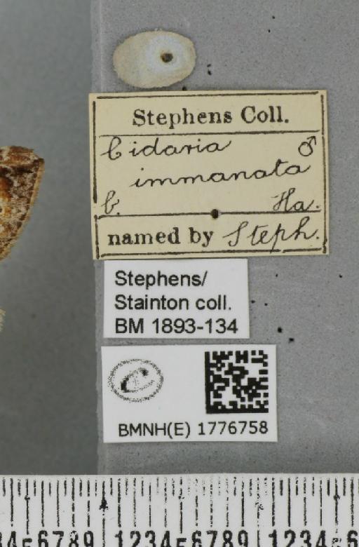 Dysstroma citrata citrata (Linnaeus, 1761) - BMNHE_1776758_label_353464
