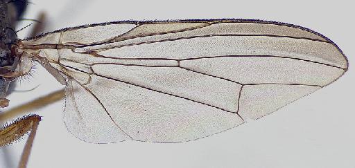 Heteromyza oculata Fallén, 1820 - Heteromyza_oculata-1240948-wing-20_0x_edit