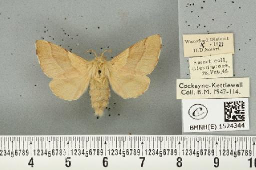 Malacosoma neustria (Linnaeus, 1758) - BMNHE_1524344_190670