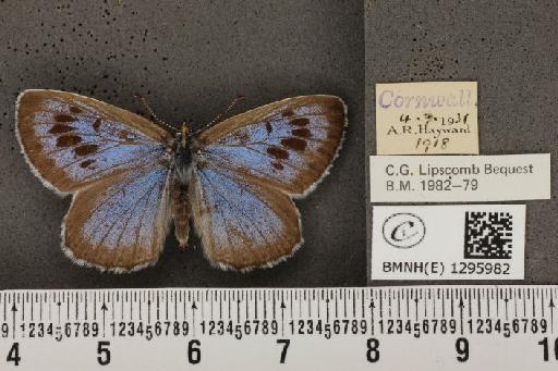 Maculinea arion eutyphron (Fruhstorfer, 1915) - BMNHE_1295982_133794