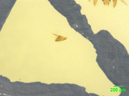 Scaphidiinae Latreille, 1806 - 010189089___1