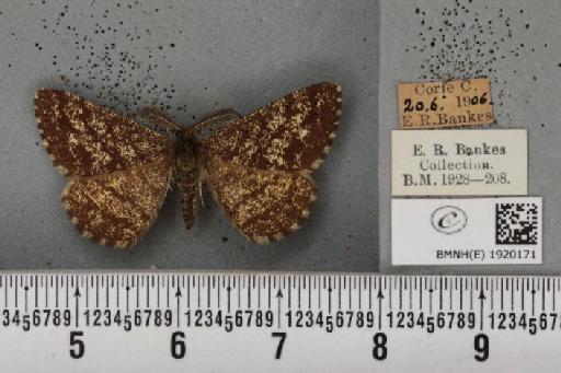 Ematurga atomaria (Linnaeus, 1758) - BMNHE_1920171_485947