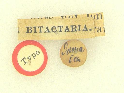 Ametris bitactaria (Walker, 1861) - Mecodceras bitactaria Walker syntype labels