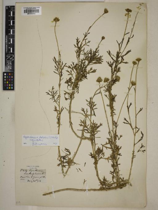 Argyranthemum frutescens subsp. frutescens - 000829847