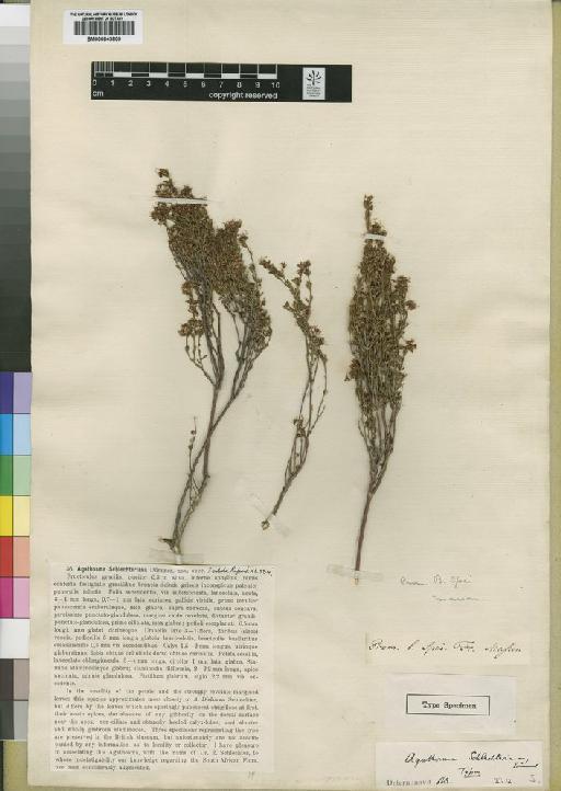 Agathosma schlechteriana Dummer - BM000843809